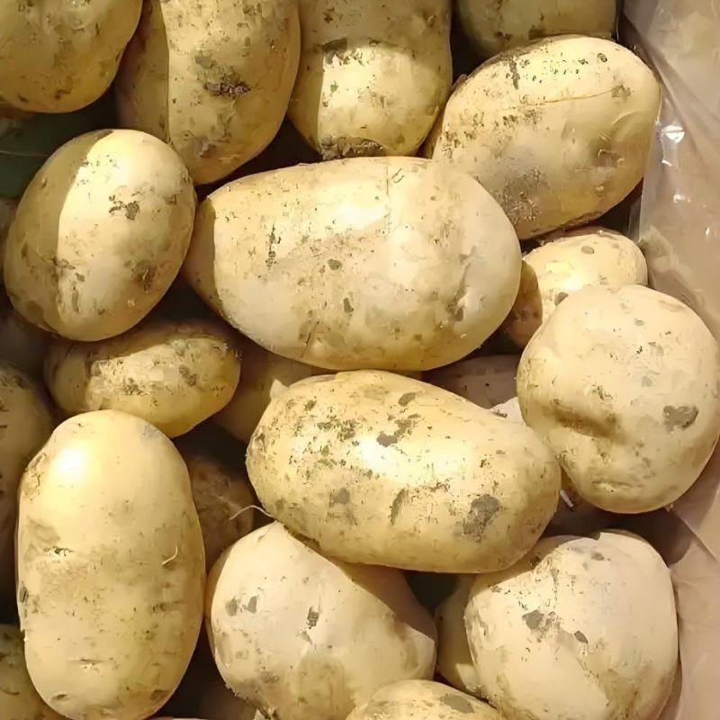 陕北精品沙地新土豆V7规格齐全-产地直发-大量供货中