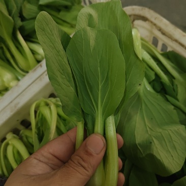 南通南京青菜油菜毛白菜交个朋友