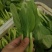南通南京青菜油菜毛白菜交个朋友