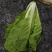 南通南京青菜油菜毛白菜交个朋友