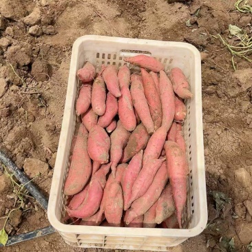 西瓜红百亩开售，二两起步商品薯，无沟无眼，镐伤不带