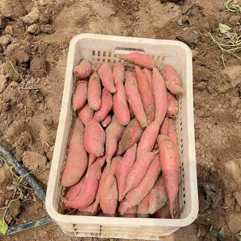 西瓜红百亩开售，二两起步商品薯，无沟无眼，镐伤不带