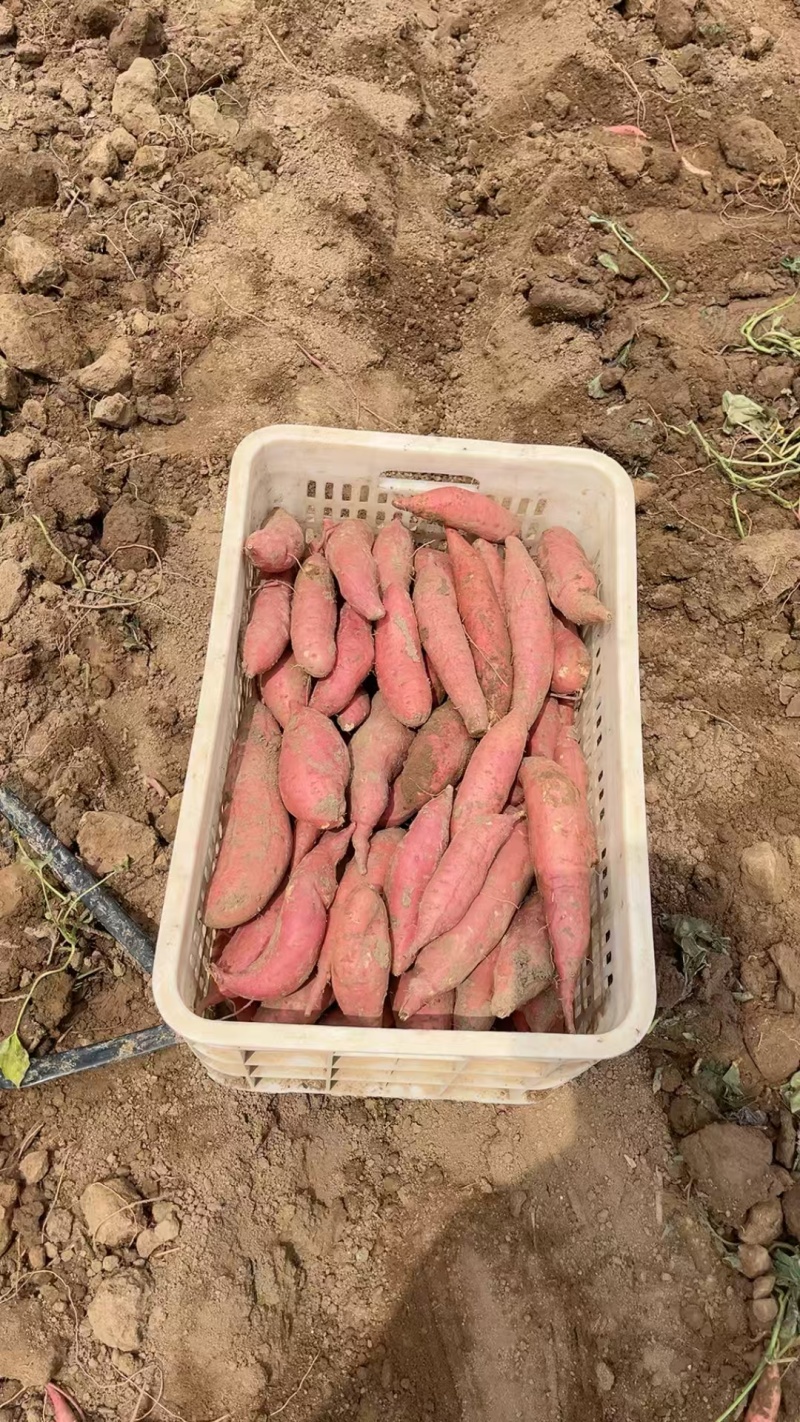 西瓜红百亩开售，二两起步商品薯，无沟无眼，镐伤不带