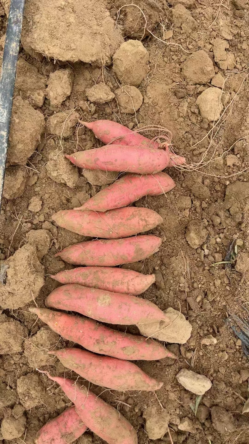 西瓜红百亩开售，二两起步商品薯，无沟无眼，镐伤不带