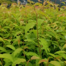 樱桃苗冬樱花苗