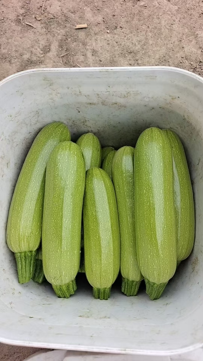 河北西葫芦绿皮西葫芦价格便宜，基地直供量大从优