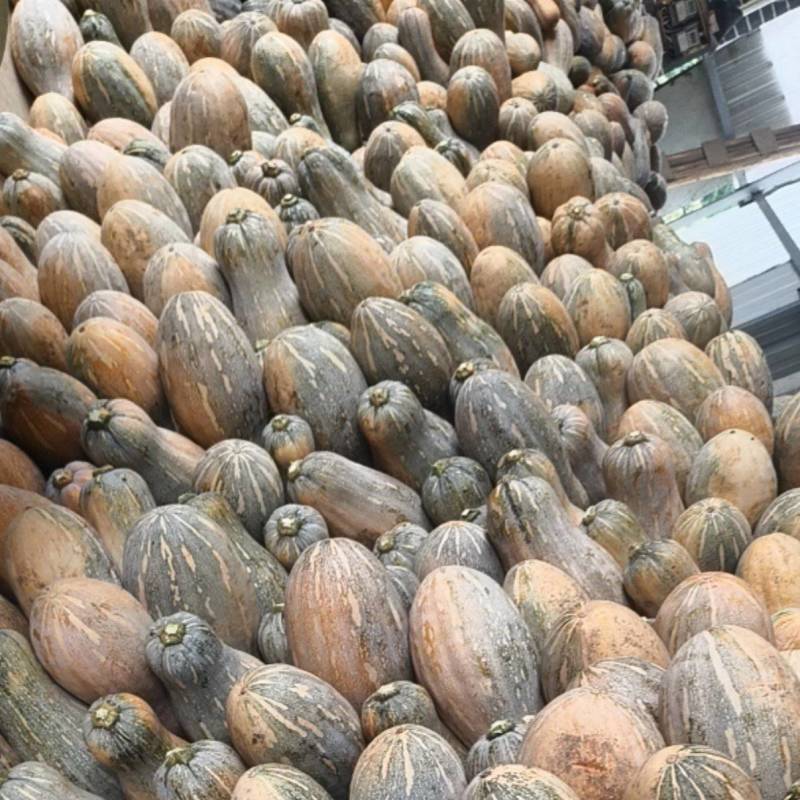 密本南瓜大量上市