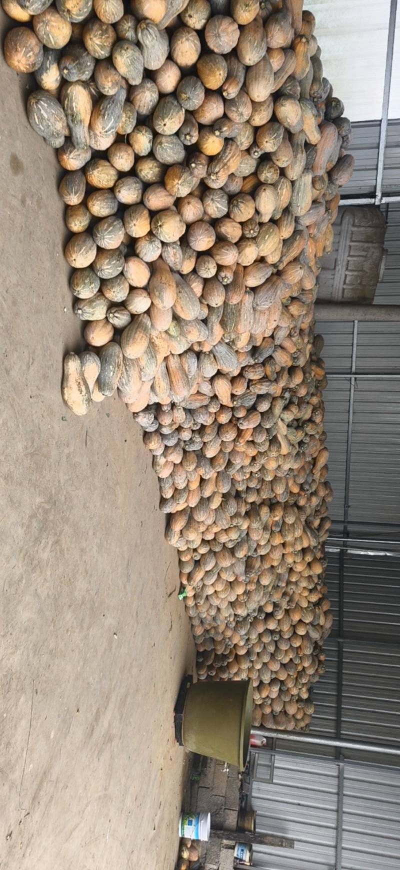 密本南瓜大量上市