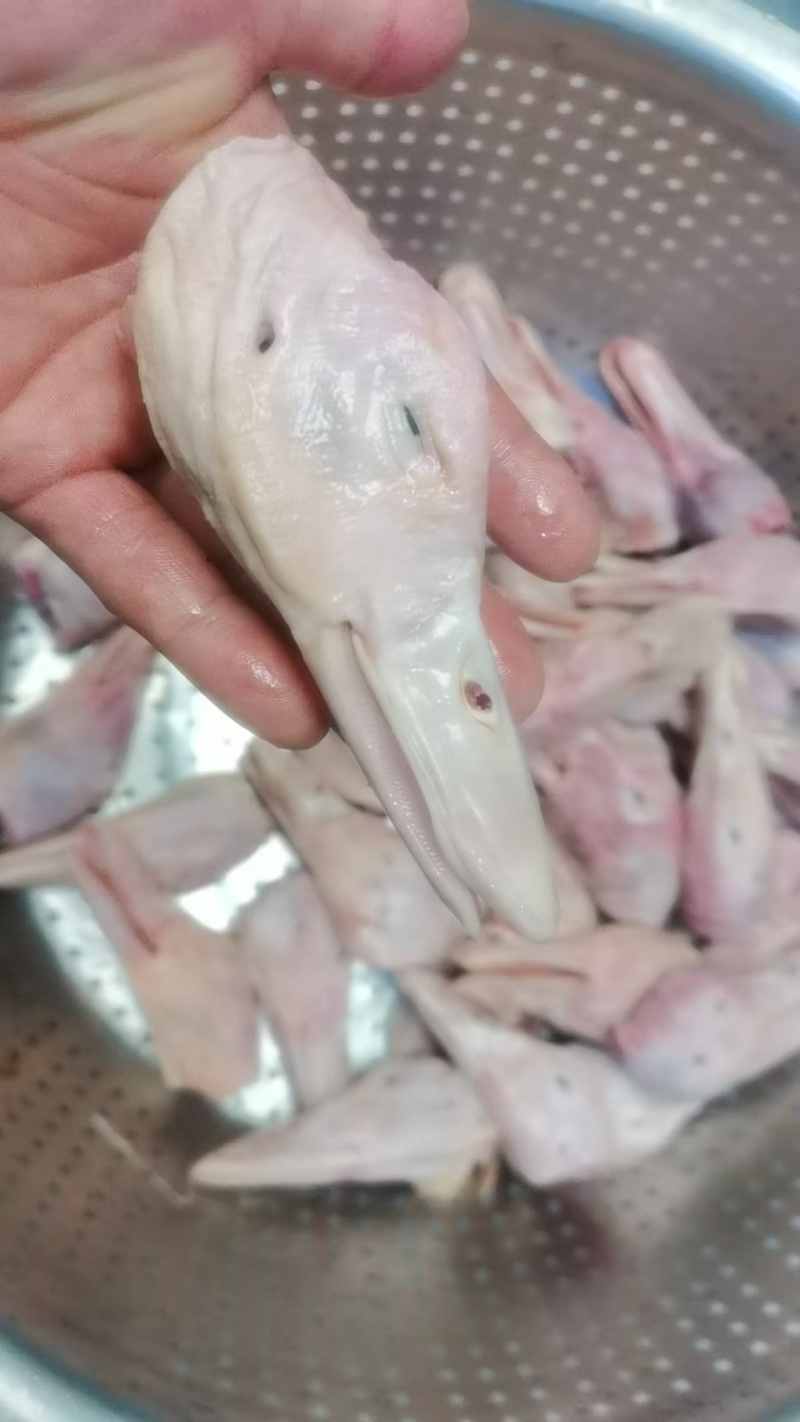 白条鸭头长期有货质量好量大从优可以视频看货
