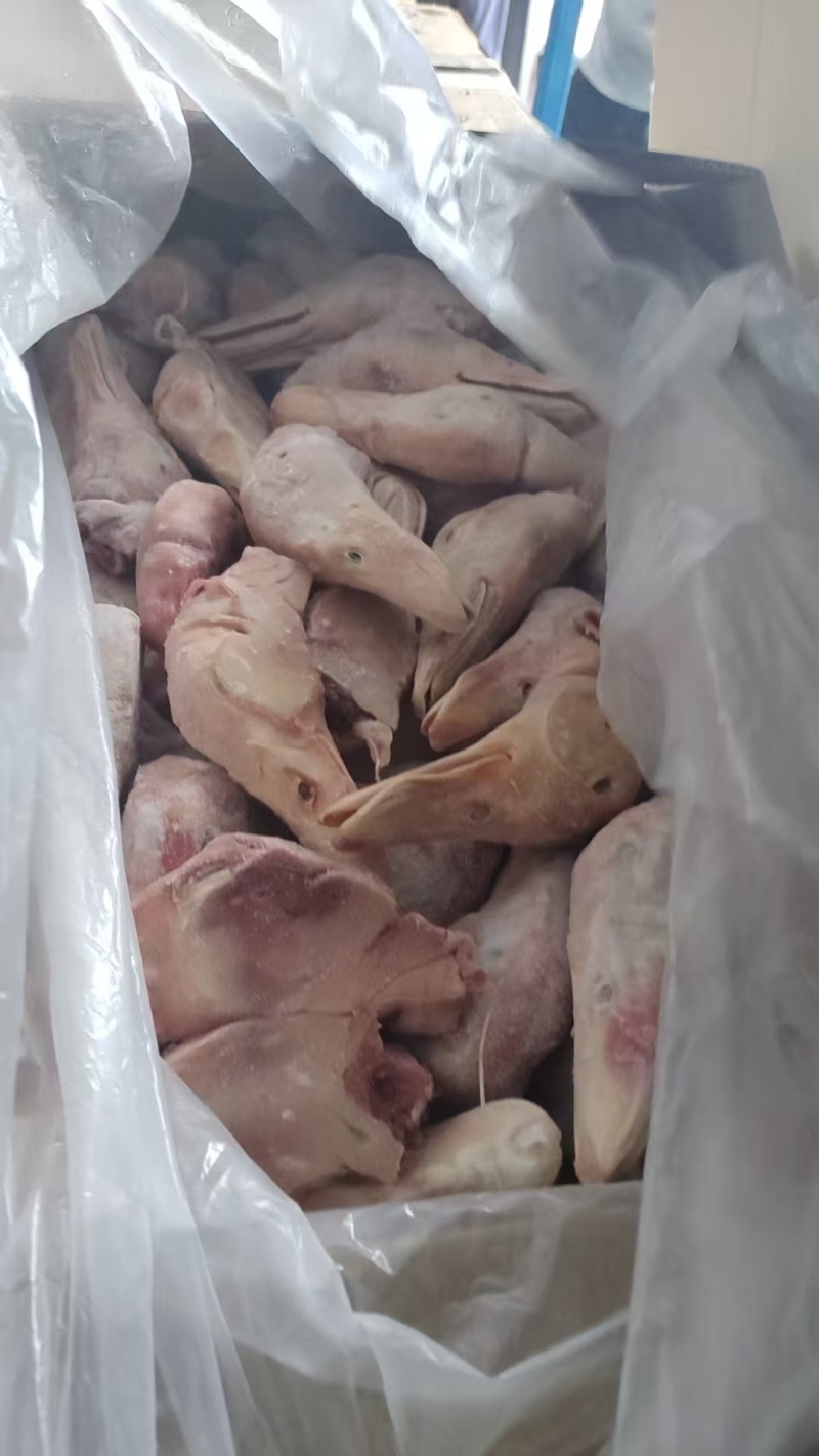 白条鸭头长期有货质量好量大从优可以视频看货