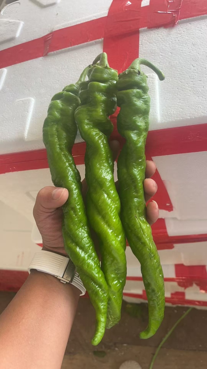 [推荐]精品螺丝椒/基地直发/对接商超批发市场/欢迎咨询