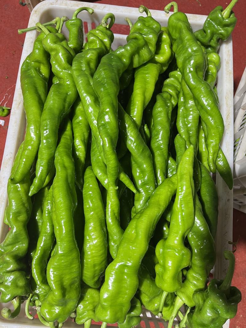 鲜辣椒螺丝椒产地看货论价保质保量欢迎订购