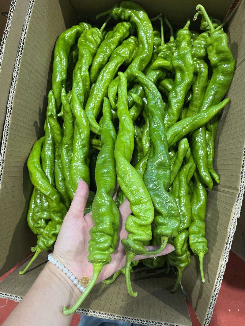 鲜辣椒螺丝椒产地看货论价保质保量欢迎订购