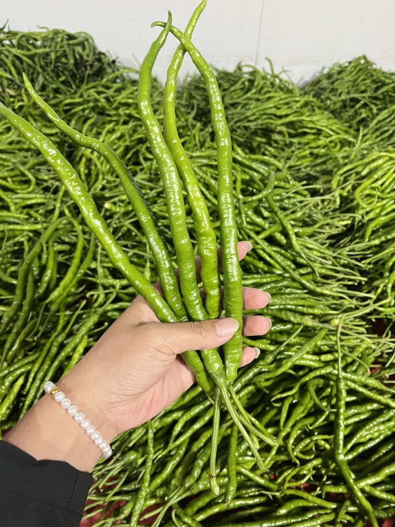 线椒辣椒产地大量上市欢迎各位老板前来咨询定购