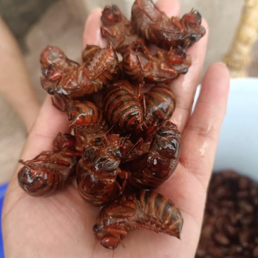 活体鲜货速冻金蝉