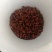 活体鲜货速冻金蝉