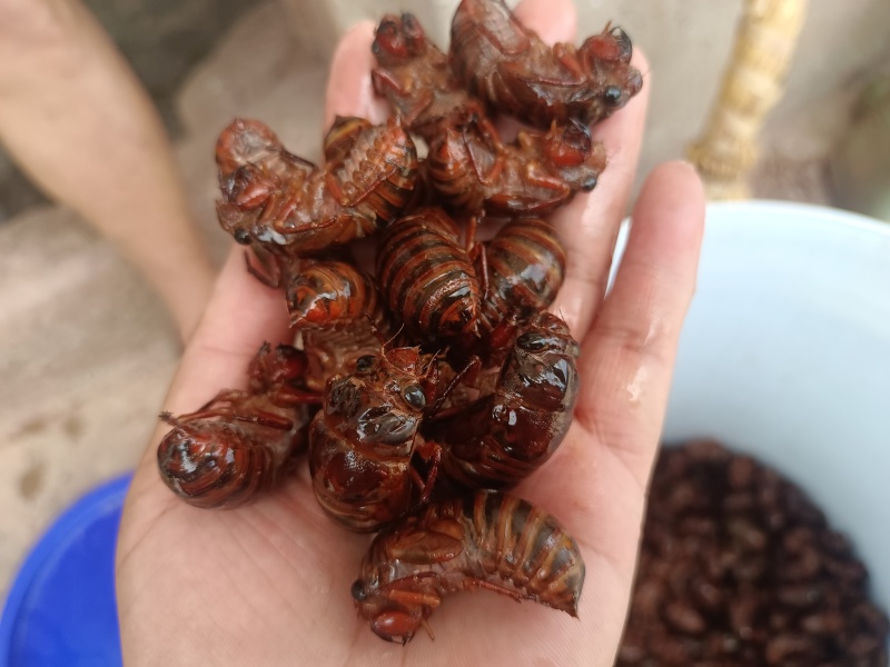 活体鲜货速冻金蝉