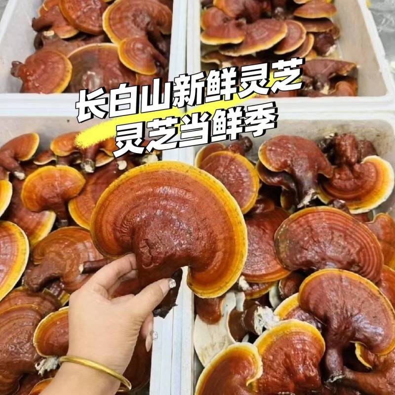 长白山新鲜灵芝