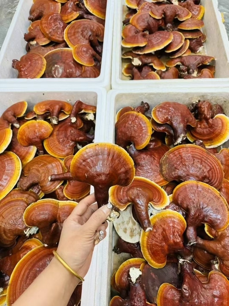 长白山新鲜灵芝