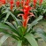 鸿运当头18杯