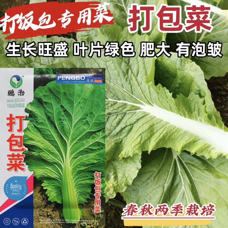 东北打包菜种子春秋两季栽培打饭包专用种子饭包菜种子