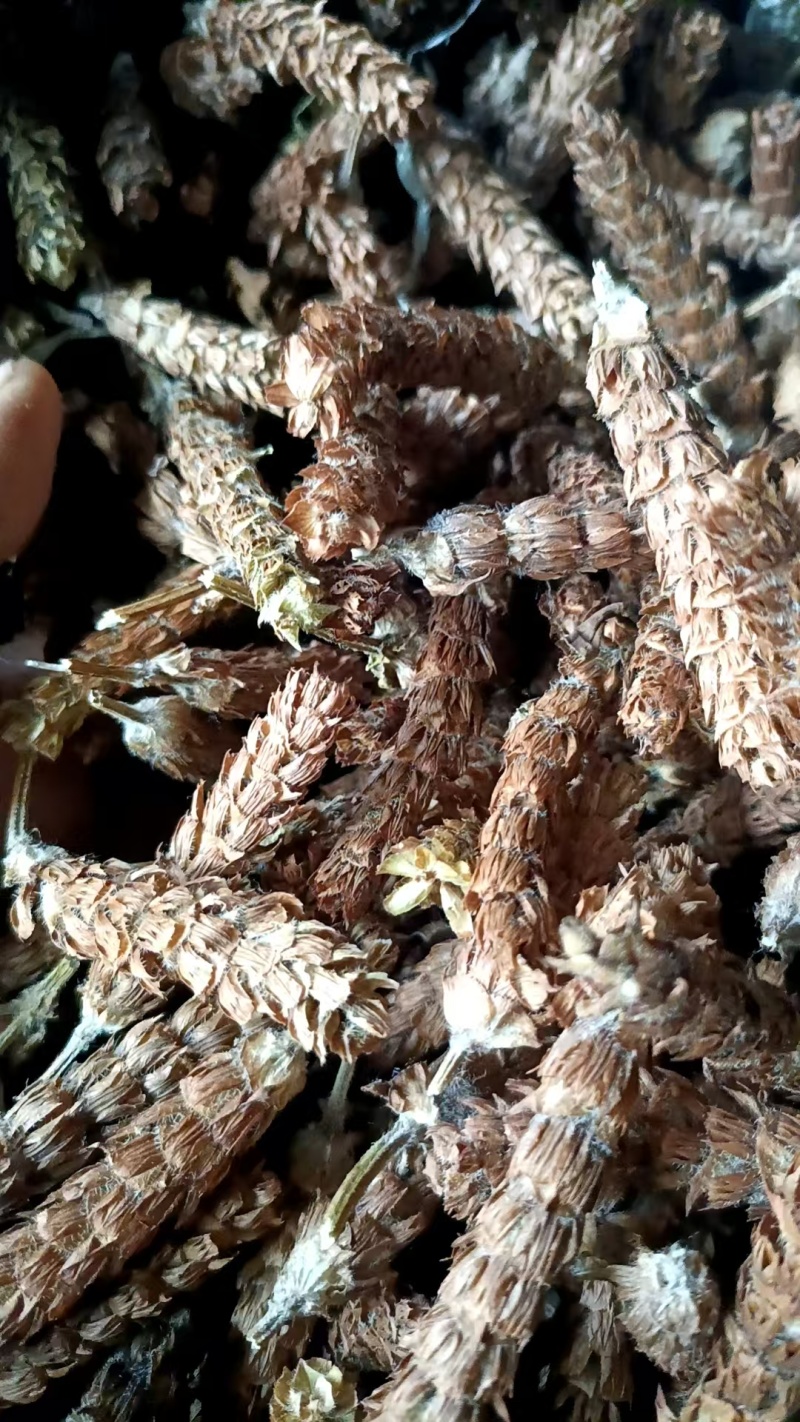 夏枯球牛抵头夏枯草产地直发自然晾晒
