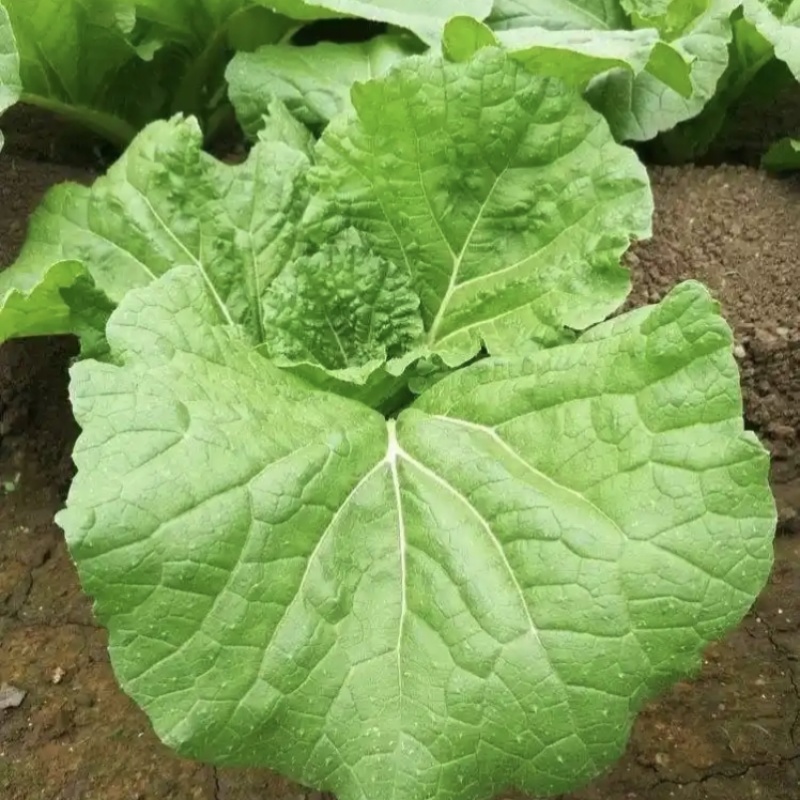 东北打包菜种子春秋两季栽培打饭包专用种子饭包菜种子