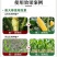 奥丰奥大棒氨基酸锌硼镁钼壮苗抗倒伏棒大粒饱增产肥