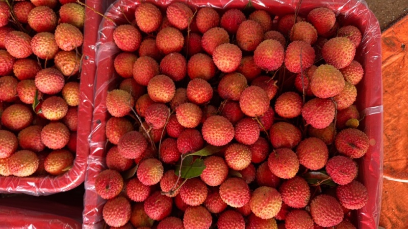 大量桂味黑叶凤花糯米糍上市