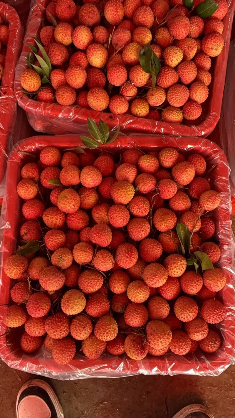 大量桂味黑叶凤花糯米糍上市