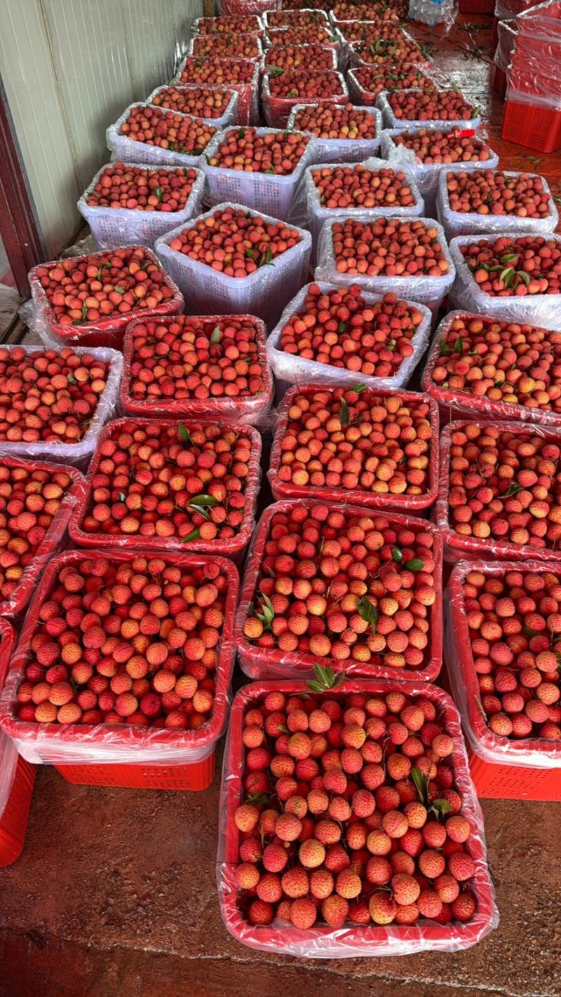 大量桂味黑叶凤花糯米糍上市
