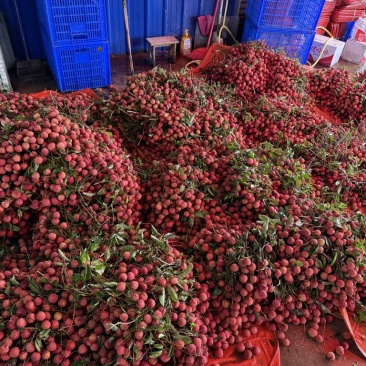 大量桂味黑叶凤花糯米糍上市