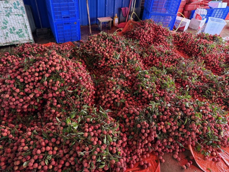 大量桂味黑叶凤花糯米糍上市