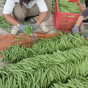 山西省晋北蔬菜批发基地