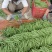 山西省晋北蔬菜批发基地