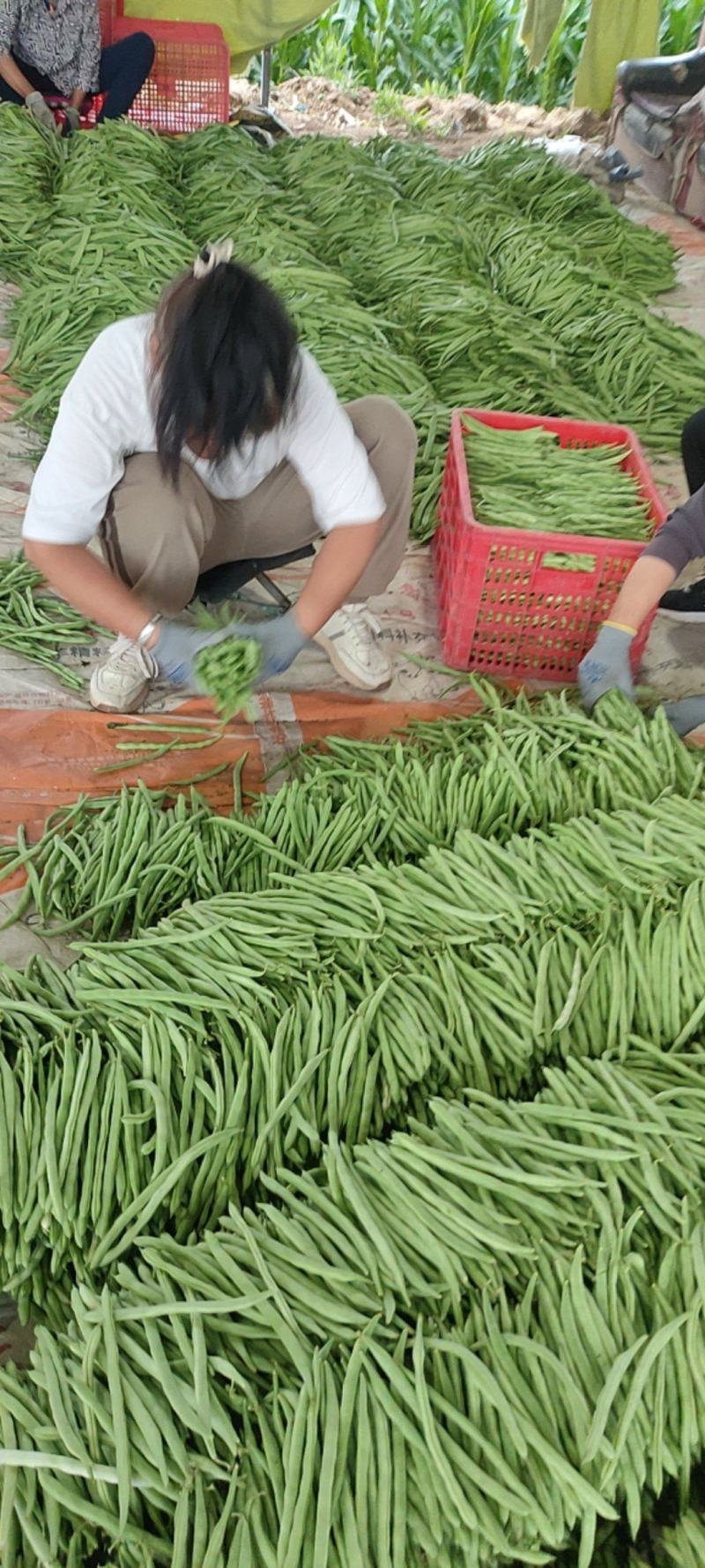 山西省晋北蔬菜批发基地