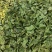 喂林麝吃的桑叶，个子货，没有杂志