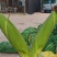 花糯608