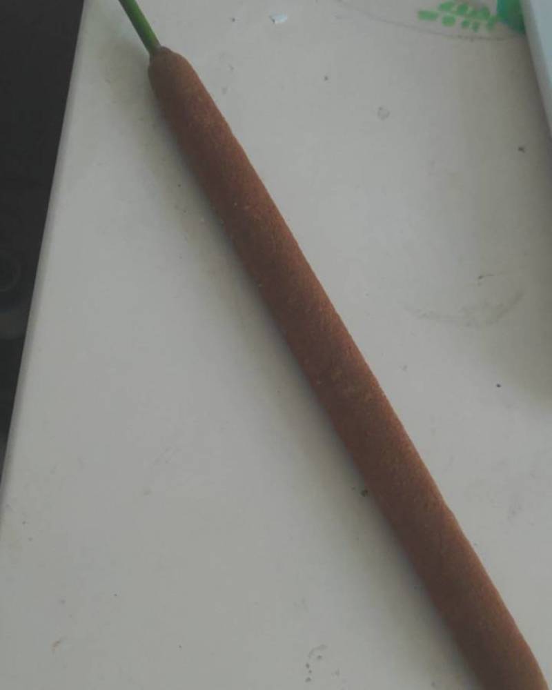 鲜蒲黄棒大量供应，现采现发，规格齐全，品质保证，视频看货