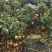 农户自有果树8000斤糯米荔枝限量出货