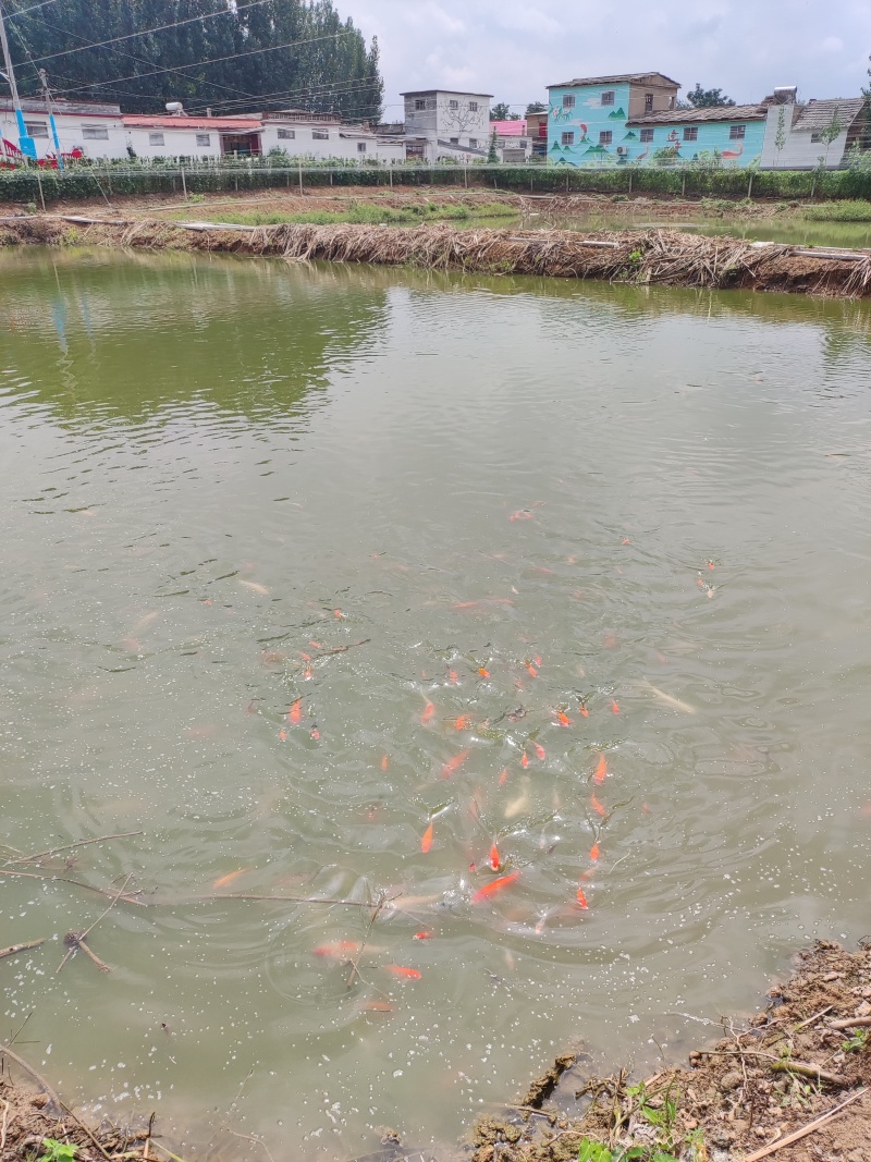 红草.锦鲤