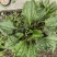 车前草，高山自然生长，自然凉晒，无杂质。