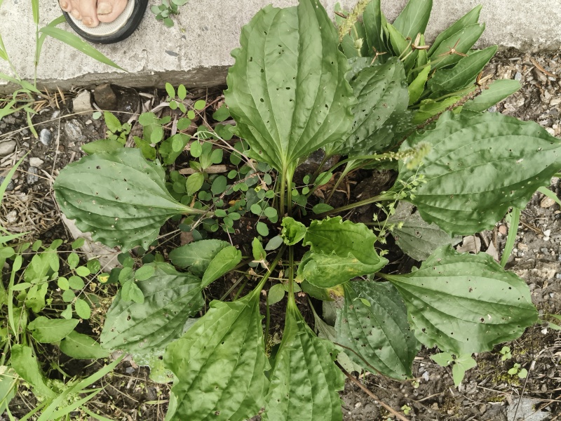 车前草，高山自然生长，自然凉晒，无杂质。