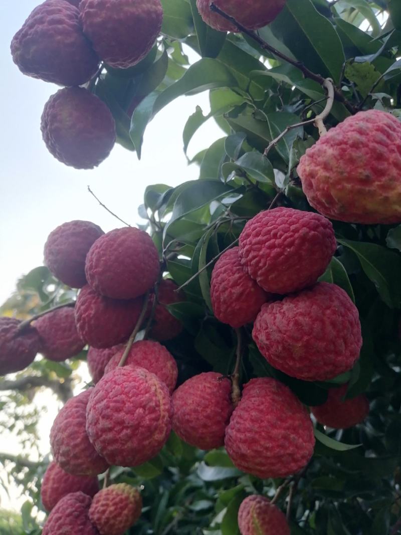仙进奉荔枝