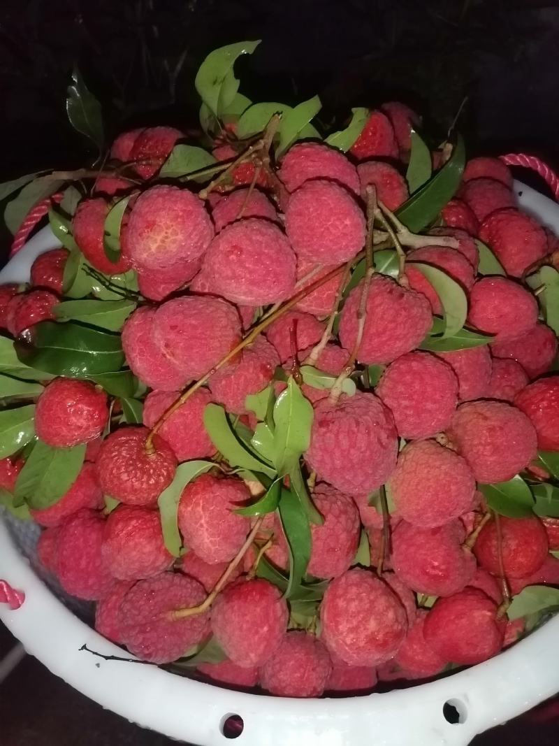 仙进奉荔枝
