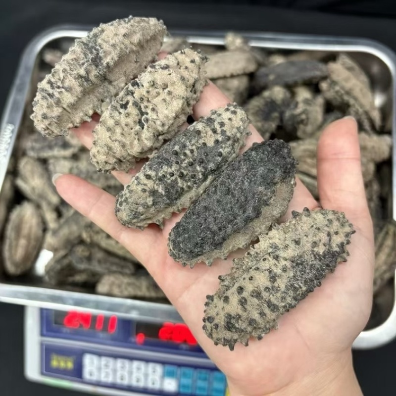 海参腰参肥仔参厚肉足干鲍鱼参南美参酒店食材