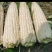 甜糯玉米，花玉米香甜软糯，可以供应超市电商市场质量有证保