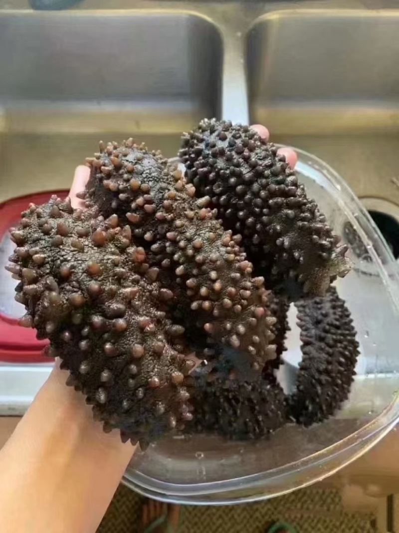 海参腰参肥仔参厚肉足干鲍鱼参南美参酒店食材