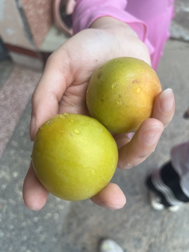 黄柑李