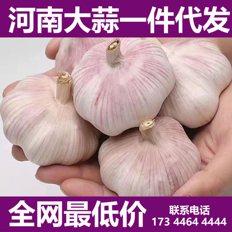 大蒜批发一件代发对接电商供应链市场档口价格低